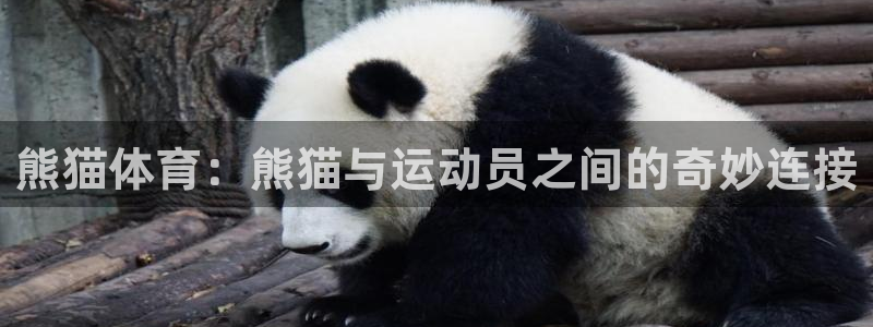 vsport体育官网下载招商电话是多少啊：熊猫体育：