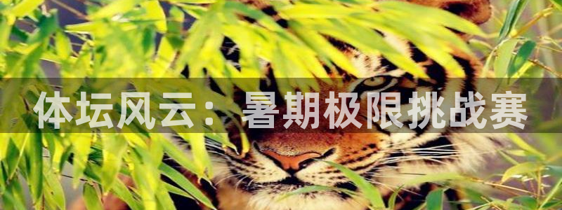 vsport体育官方正版app娱乐下载：体坛风云：暑期极限挑
